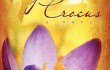 Yellow Crocus
