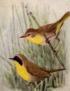 Maryland_Yellow-throat