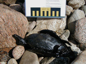 Environmental threat: the Bouchard Oil Spill at Buzzards Bay, 2003. (Massachusetts Dept. of Environmental Protection)