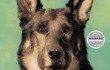 rintintin