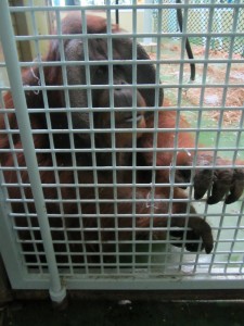 Dagu, at Durrell Wildlife Park.