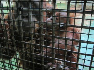 Dana and baby Kea, at Durrell Wildlife Park.