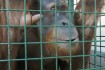Jaya the Sumatran orangutan, at Durrell Wildlife Park.