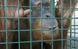 Jaya the Sumatran orangutan, at Durrell Wildlife Park.