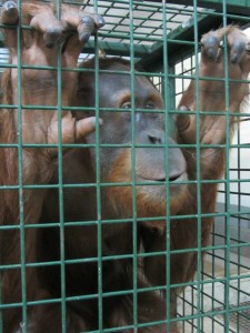 Jaya the Sumatran orangutan, at Durrell Wildlife Park.