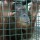 Jaya the Sumatran orangutan, at Durrell Wildlife Park.