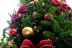 450px-Christmas_tree_sxc_hu