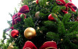 450px-Christmas_tree_sxc_hu