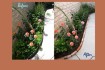 garden diy